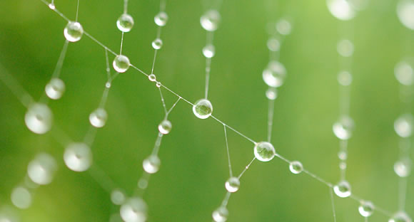 Raindrops on a spider's web