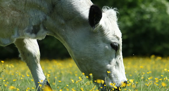 Close-up of British White cattle