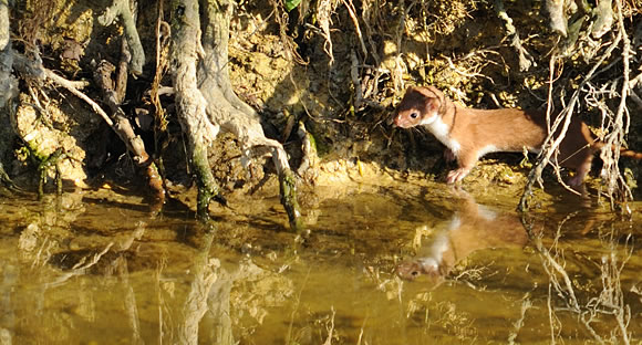 Weasel at side of pond