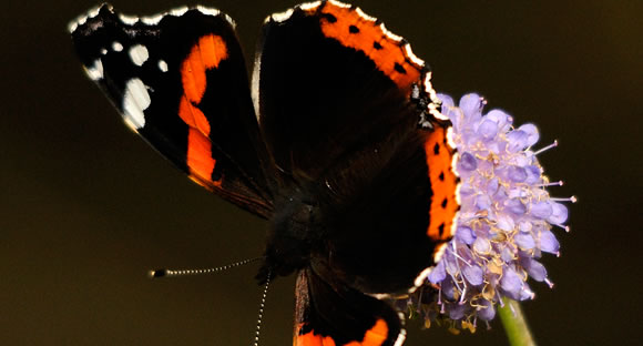 Red Admiral butterfly on flower